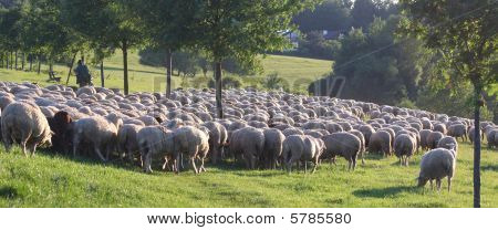 Flock Of Sheep In The Taunus Mountains