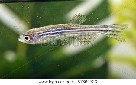 Portrait of a Zebra Danio
