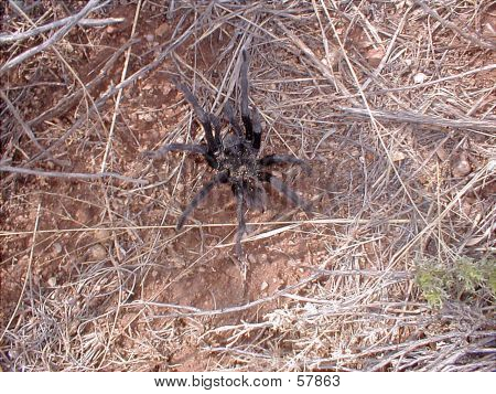 Vogelspinne