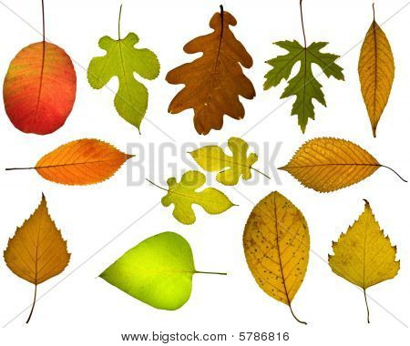 Satz von verschiedenen herbstfarben laub