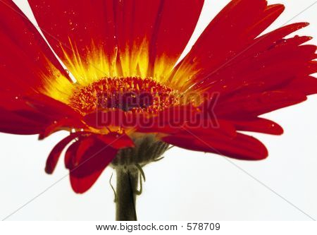 Pokakanýho červený květ