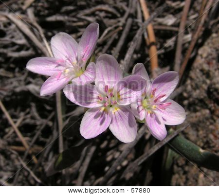 Fiori di campo