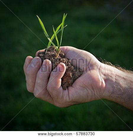 wheat seedlings