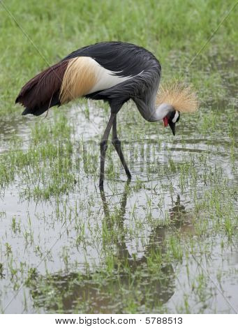 Black coronata Crane