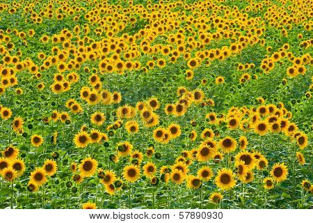 Sunflower Field
