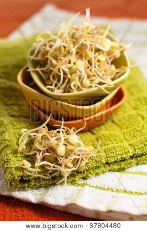 Lentil Sprouds