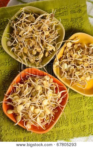 Lentil Sprouds
