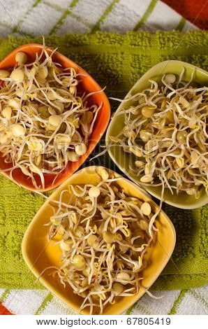 Lentil Sprouds