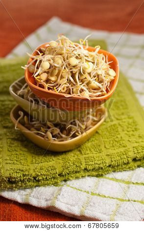 Lentil Sprouds