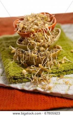 Lentil Sprouds