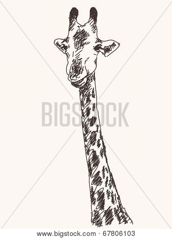 Giraffe portrait, Hand drawn vector illustration