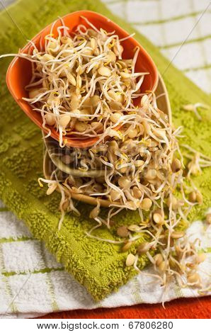 Lentil Sprouds