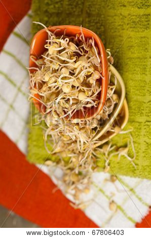 Lentil Sprouds