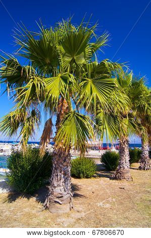 Palm tree alley in Greece Cos