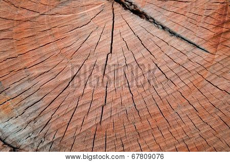 old dry wood texture