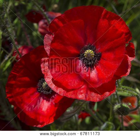 A pair of poppies