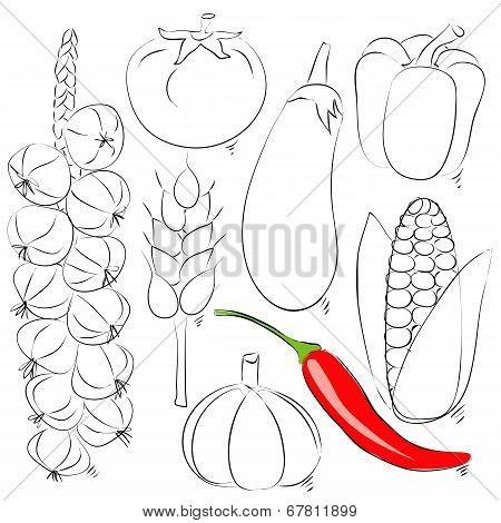 Assorted vegetable vector illustration. Hand drawing sketch