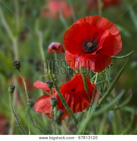 A field of bright red poppies