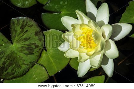 Water Lily