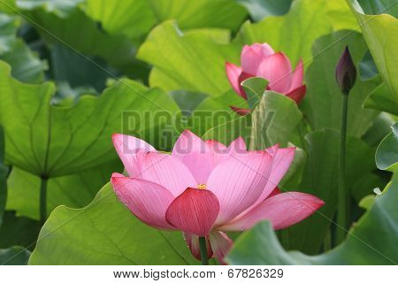 Lotus flowers and bud