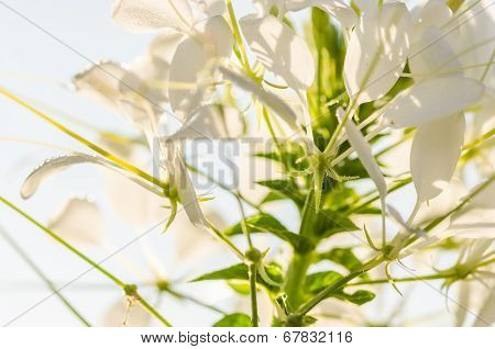 Cleome Hassleriana Or Spider Flower Or Spider Plant