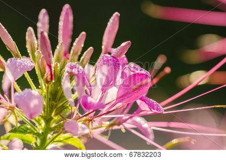 Cleome Hassleriana Or Spider Flower Or Spider Plant