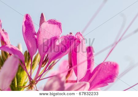 Cleome Hassleriana Or Spider Flower Or Spider Plant