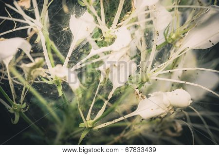 Cleome Hassleriana Or Spider Flower Or Spider Plant