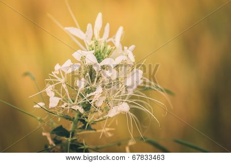 Cleome Hassleriana Or Spider Flower Or Spider Plant