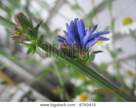 Blomma