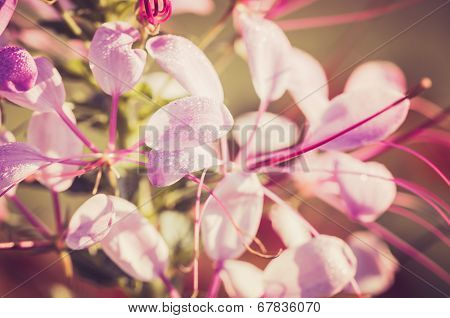 Cleome Hassleriana Or Spider Flower Or Spider Plant