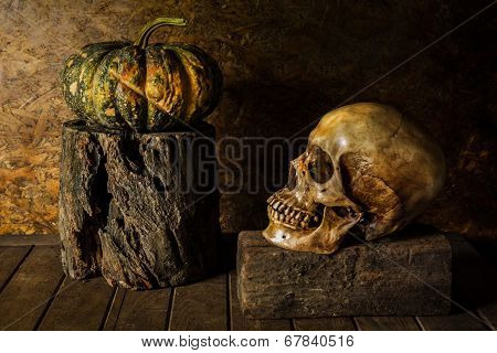 Still Life Skull And Pumpkin On The Timber.
