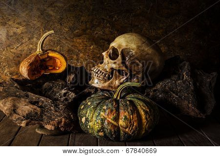 Still Life Skull And Pumpkin On The Timber.