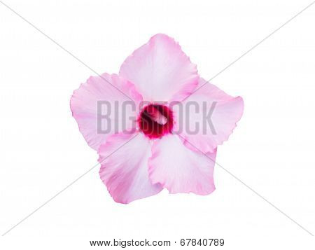 Impala Lily Pink Flower Isolated