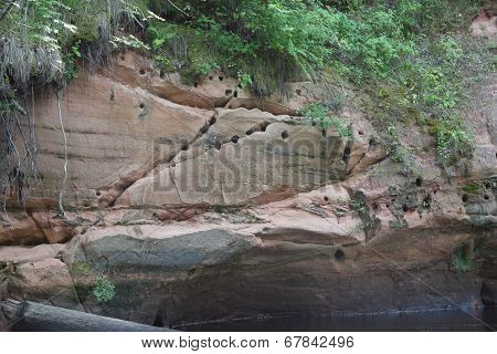 Birds Nest In Mountains