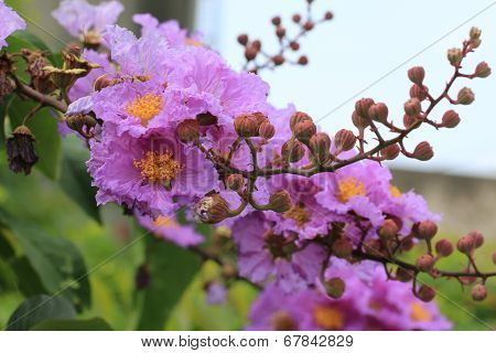 purple flowers and buds