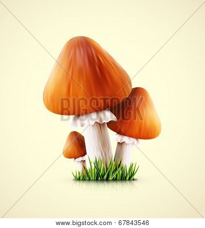 Three Mushrooms