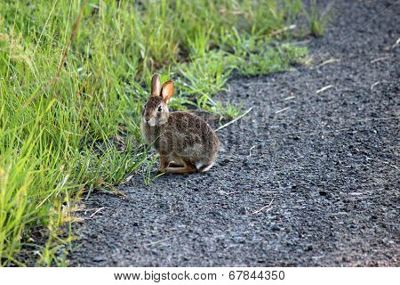 Wild rabbit