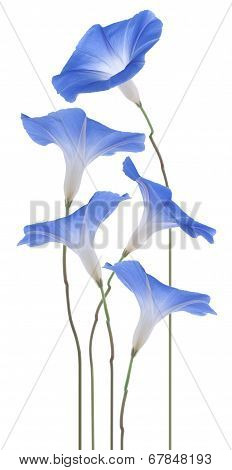 Morning Glory