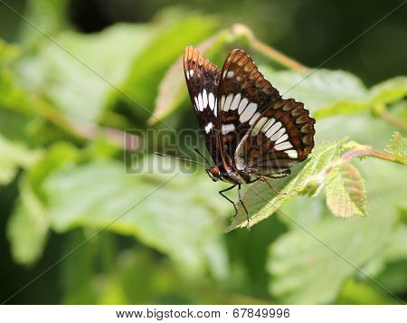 Lorquin's Admiral on a Leaf
