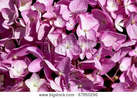 background of flowers of pink hydrangea close up