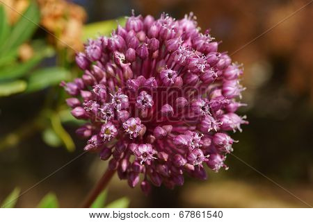 wild magenda onion flower
