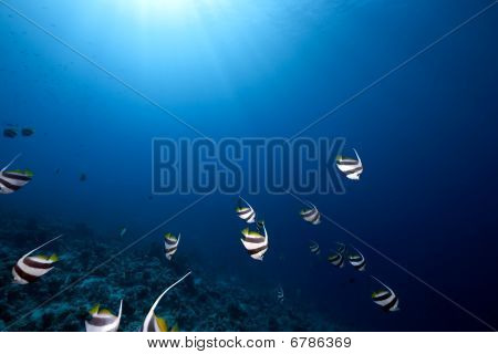 Do częstych szkoły, Ocean i koral
