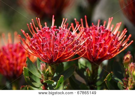 Protea