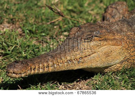 Crocodile
