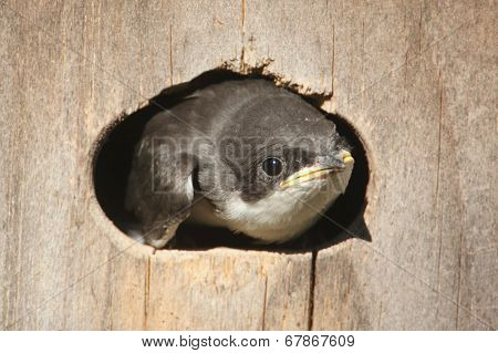 Baby Tree Swallow