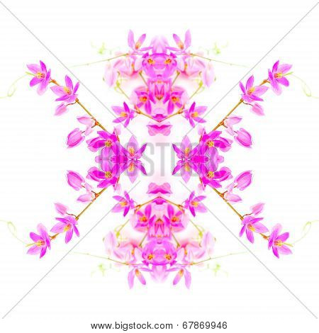 Coral Vine Flower