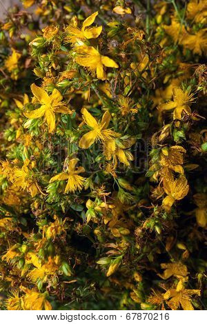 Hypericum Perforatum