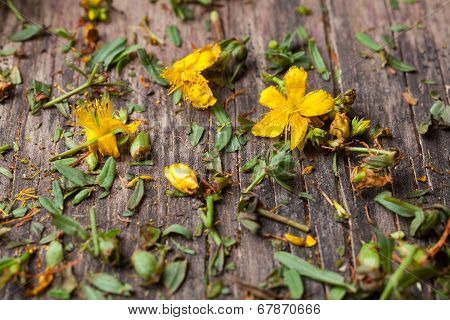Hypericum Perforatum