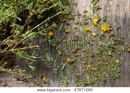 Hypericum Perforatum